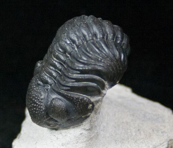 Beautiful Phacops Trilobite #12936